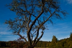 entmersberg-baum-00