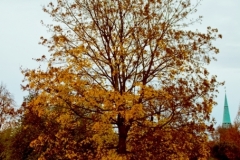 stadtpark_herbst_baum