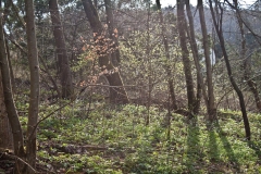wald-02