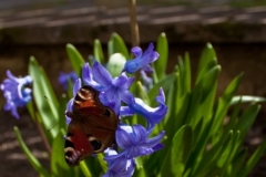 bluete-schmetterling