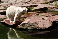 Eisbär auch anders