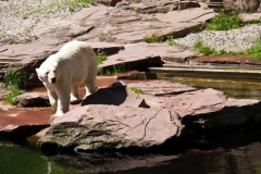 Eisbär