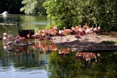 Flamingos