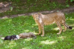 junger Gepard und Fütterungszeit