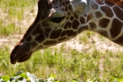 Giraffe Portrait