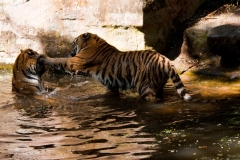 spielende Tiger