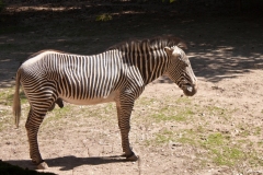 Ein männliches Zebra