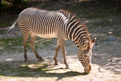 Ein weibliches Zebra