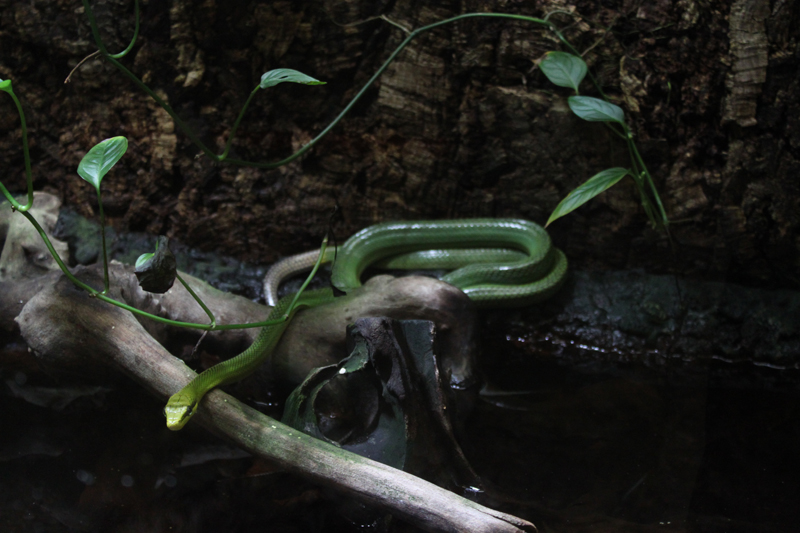 Schlange im Terrarium